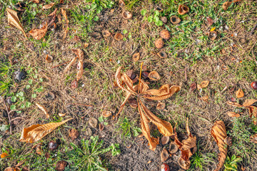 Closeup of fallen chestnuts, chestnut husks and chestnut leaves. The photo was taken on a sunny day in the autumn season.