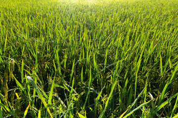Young ear of rice, ear of paddy, Ricefield, Ricefield on sunlight background, Ear of paddy in the ricefield.