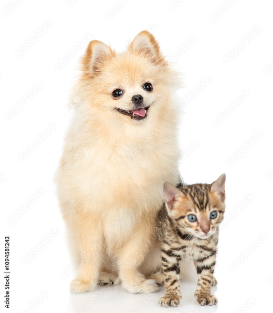 Poster happy spitz puppy and tiny bengal kitten standing together and looking at camera. isolated on white 