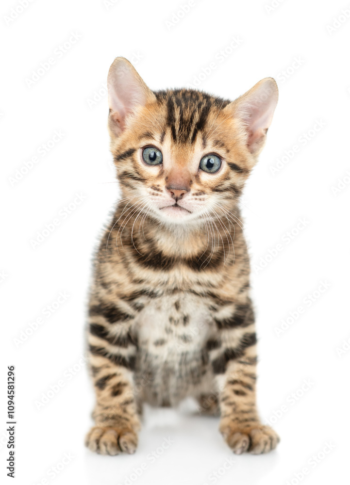 Poster Tiny bengal kitten sitting in front view and looking at camera. isolated on white background