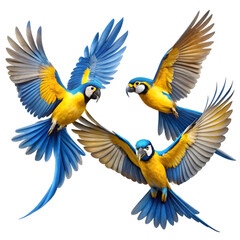 Obraz premium set of yellow and blue birds