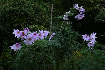 Dahlia imperialis flowers. A perennial bulbous plant of the Asteraceae family native to Central America.
