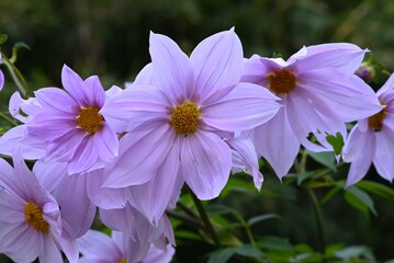 Fototapeta premium Dahlia imperialis flowers. A perennial bulbous plant of the Asteraceae family native to Central America. 