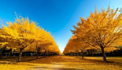 イチョウ並木