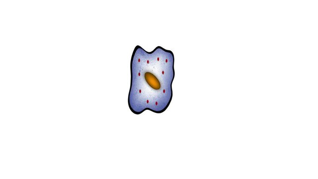 Motion of biology, Asexual reproduction, binary fission in amoeba, Binary fission, educational, Asexual reproduction of unicellular organisms, Binary fission in Euglena, cell division