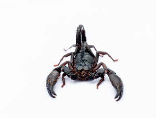 Black scorpion, Giant scorpion, Laotian Giant Scorpion, Heterometrus laoticus, Giant scorpion on white background, Dangerous insect