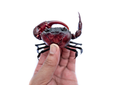 atch ricefield crab, black ricefield crab in hand on white background, Asian crab isolated white background, Enemy crab in rice field, Male Freshwater Rice field crabs.