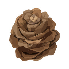 A fir cone on a white background. Vector illustration.
