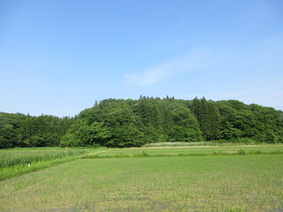 Obraz premium 初夏の農村風景