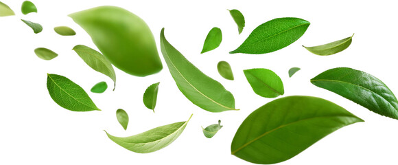 Green Leaves Falling Nature Background Fresh Spring Foliage