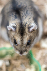 Fluffy Hamster Face Close-Up in Cozy Environment