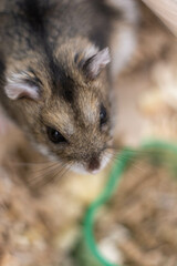 Curious Dwarf Hamster Posing for a Close-Up Shot