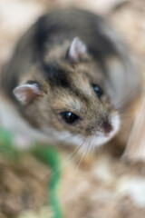 Detailed Portrait of a Curious Little Hamster