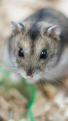 Obraz premium Cute Pet Hamster in a Softly Blurred Background