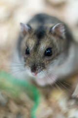 Adorable Dwarf Hamster Staring Curiously at the Camera