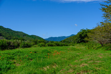 青空と緑の山に咲く彼岸花の風景