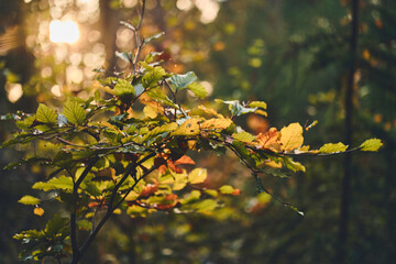 Autumn color leaves with blurry background. High quality photo