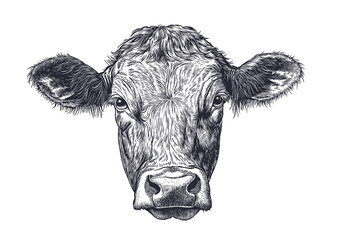 Cow, bull, farm. Vintage retro print, black white cow sketch ink pencil style drawing, engrave old school. Sketch artwork silhouette farm cow, white background. Side view profile. Illustration