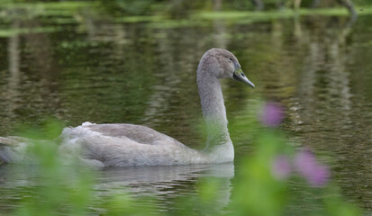 Fototapeta premium swan between purple spots, young swan between branches and flowers, young mute swan on the pond, young water birds, elegant water bird in the pond 