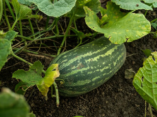 This close-up image showcases a ripe cucumber, timun suri, growing amidst lush green leaves in a garden. ideal for agricultural or culinary themes.