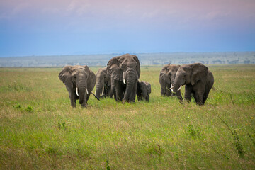 Simiyu is an administrative region of Tanzania. It was created in March 2012, being until then part of the Shinyanga Region. Its capital is the city of Bariadi.