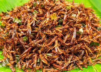 Insects fried,  bamboo worm fried in night street food Thailand, Fried insects meal worms for snack. Fried grasshoppers is food insect. Thai insects or snacks popular on street foods in night market.