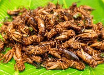 Insects fried,  bamboo worm fried in night street food Thailand, Fried insects meal worms for snack. Fried grasshoppers is food insect. Thai insects or snacks popular on street foods in night market.