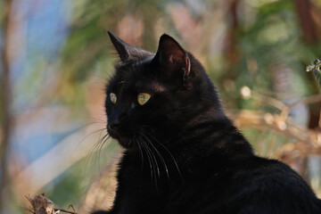 Black cat with yellow eyes on a background of green leaves