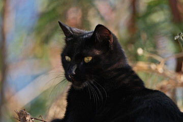 Black cat with yellow eyes on a background of green leaves