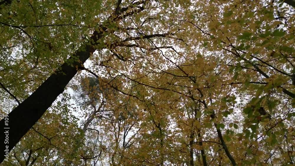Poster looking up at autumn trees with green and yellow leaves in a serene beech forest setting