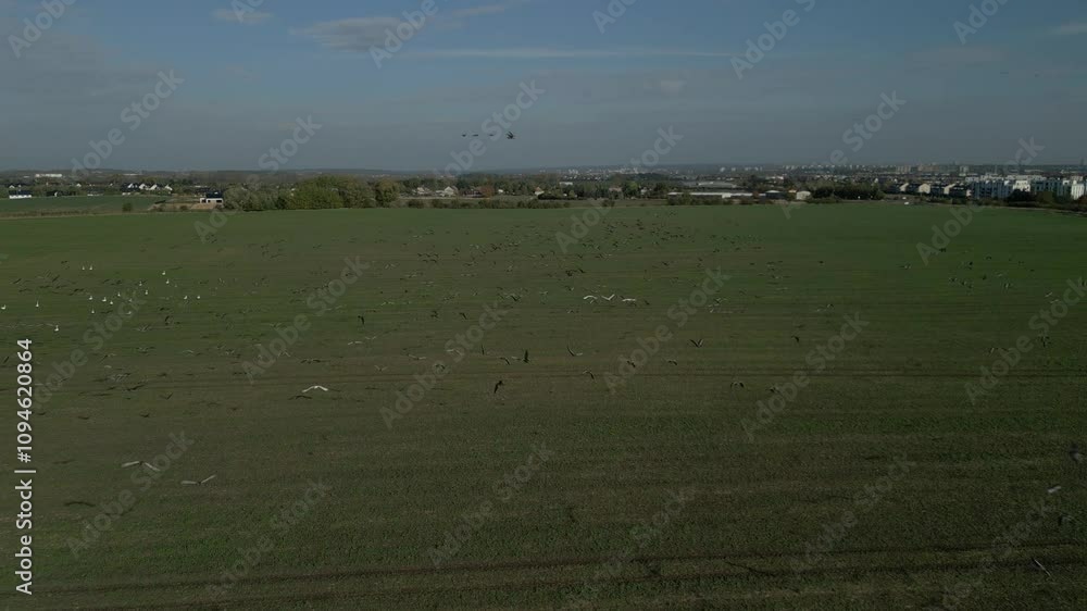 Poster flock of geese and swans grazing in a vast green field under a partly cloudy sky