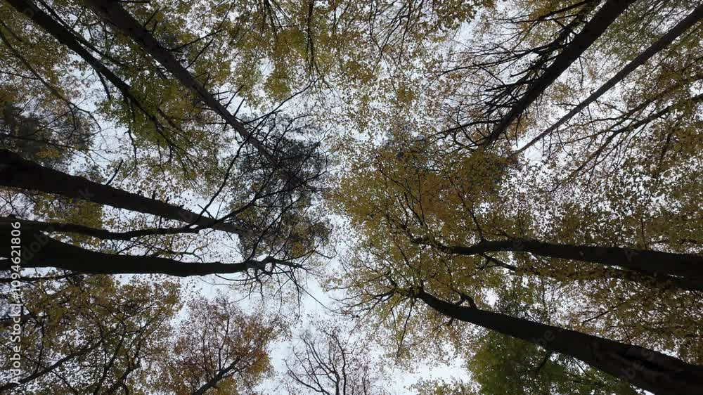 Poster tall beech trees with autumn leaves reach towards a cloudy sky from a low-angle view