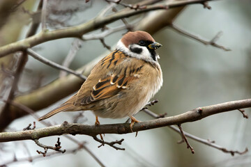 A tree sparrow sitting on a branch