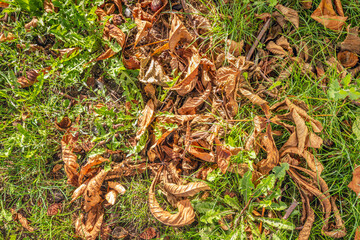 Closeup of fallen hestnut husks and chestnut leaves between grass and weeds. The photo was taken on a sunny day in the autumn season.