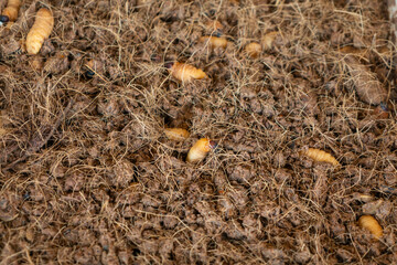 Larvae of Sago palm weevil, Red palm weevil (Rhynchophorus ferrugineus)