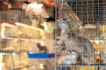 Two prairie dogs in cage at a pet market