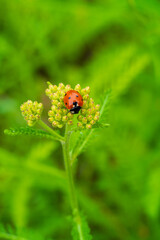 Red Ladybug on Yellow Wildflower Buds in Spring Garden. Beautiful macro photography of Coccinellidae beetle on green natural background