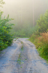 Misty Morning Forest Path with Ethereal Summer Light and Green Vegetation. Beautiful nature photography of a foggy dirt trail winding through lush wilderness with dreamy atmospheric lighting