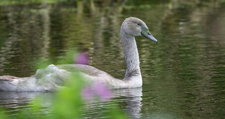 panorama young swan in the pond, young grey swan between branchen, plumage of the still grey mute swan, fluffy water bird, swan between blurred purple blossoms and branches