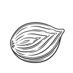 Vector illustration of onion bulb cut in half. Peeled onion sketch. Outline draw.