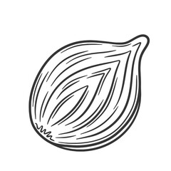 Cut in half onion bulb draw. Outline sketch onion bulb.