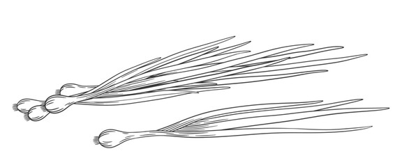 Vector outline green onion bunch with stem and leaves. Hand drawn sketch illustration of young onion. Healthy vegetable ingredient for cooking, condiment and spice.