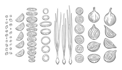 Sketch onion design elements. Cut onion bulbs, onion ring and slices, young green onion.