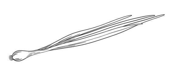 Vector outline green onion with stem and leaves. Hand drawn sketch illustration of onion. Healthy vegetable ingredient for cooking, condiment and spice.