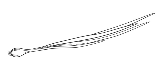Vector outline green onion. Hand drawn sketch illustration of onion feathers. Onion isolated on white.