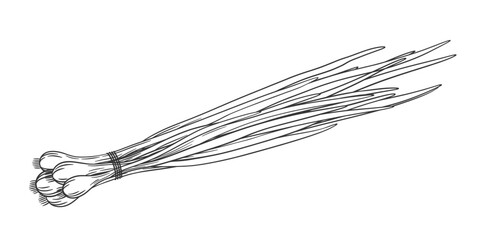 onion_outline_39.eps