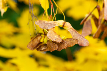 Dried Maple Tree Helicopter Seeds Against Blurred Yellow Autumn Background. Close-up macro photograph of brown maple Samaras with the natural fall foliage bike