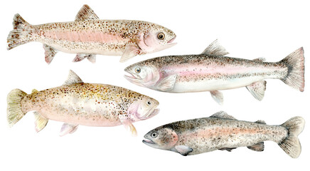 A set of isolated images of Rainbow Trout. Watercolor illustration, hand drawn. Design element for packaging, label, book, menu, canned fish.