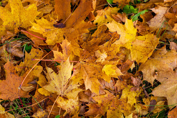 Golden Maple Leaves Scattered on Ground in Fall Season. Natural autumn background with yellow and brown fallen maple foliage on grass