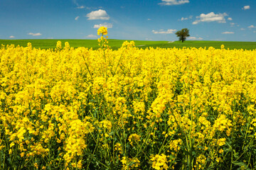 Obraz premium A field of rapeseed and a tree on the horizon